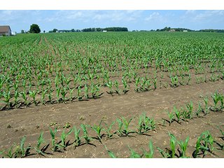 Property photo 89 - LAND AUCTION - 700+/- ACRES OFFERED IN 16 TRACTS IN ALLEN COUNTY, INDIANA
